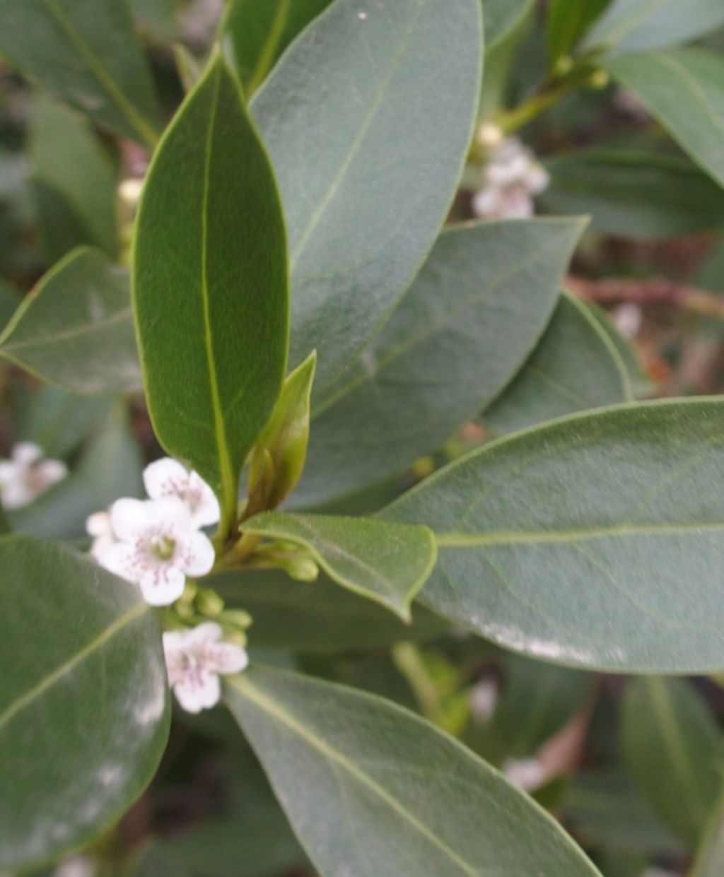 Myoporum insulare (Scrophulariaceae) - Argentina e Palestina